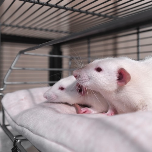 zwei aneinander gekuschelte weiße Ratten auf einem Stoffbett in einem Gitterkäfig